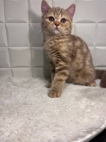 BSH Cinnamon Blotched Tabby