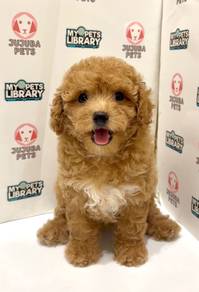 G30  Adorable Poodle Dog