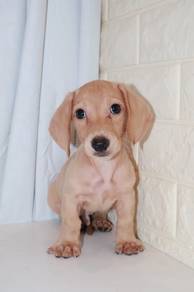 J0191 Dachshund Long body Sausage Dog