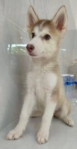 Siberian Husky Puppy for Sale 🐶 🐕