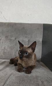 Baka Siam Male 