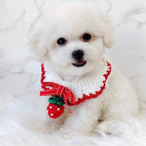Maltipoo