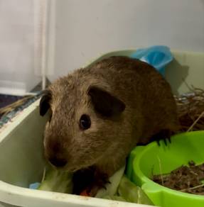 Guinea Pig