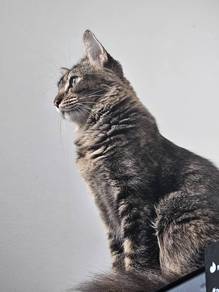 cat for adoption 