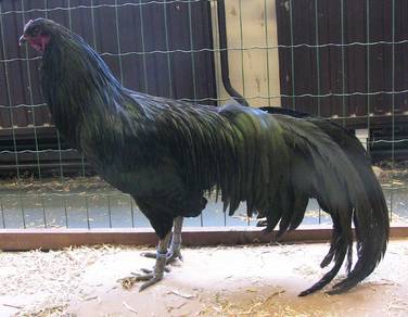 Ayam Black Sumatra chick chicken bird 