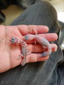 Fat tailed gecko