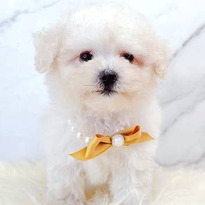 Poodle