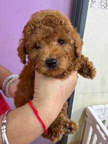 Brown poodle