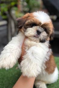shihtuz 8