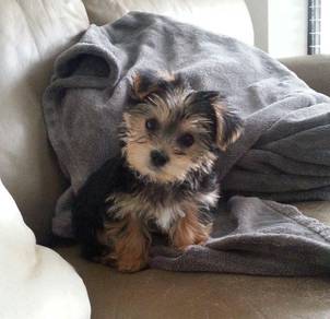 Teeny Silkese Long Hair Small Puppy Puppy