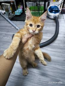 Anak kucing Mainecoon(purebred non cert)