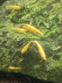 Udang Hiasan 观赏米虾