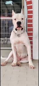 Dogo Argentino Puppy