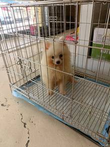 Pomeranian puppy for sale