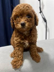 mini poodle&&
