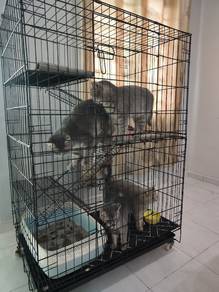 bsh