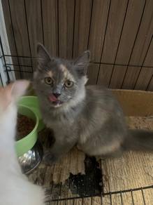 kitten 3 months old