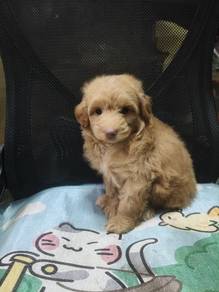 Miniature poodle 