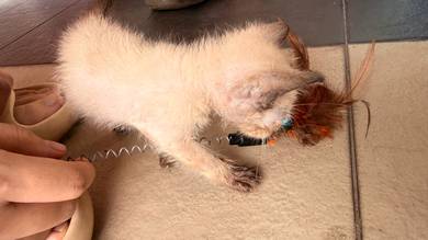 cute kitten