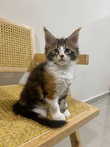 Mainecoon kitten