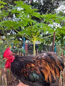Ayam Pekin Bantam / cochin bantam