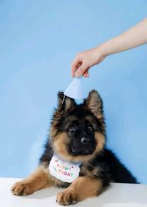 German Shepherd
