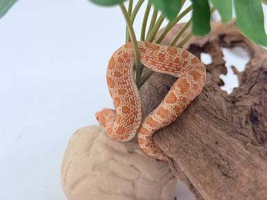 Hognose Snake