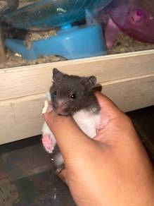 anak syrian big bone
