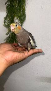 Burung anak suap cockatiel jinak