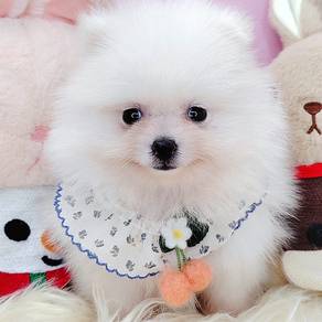 Pomeranian