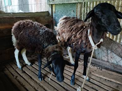 kambing biri-biri