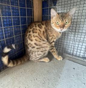 Bengal Rosette
