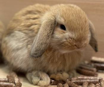 Holland Lop