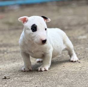 BULL TERRIER PUPPIES BT13 🐻 White Female