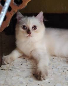 British longhair Kitten