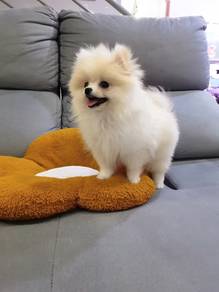 Tiny Pomeranian puppy
