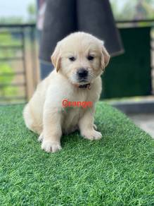 Golden Retriever puppies.... 