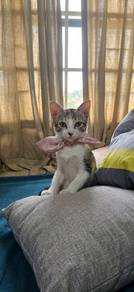 callicut cat for adoption