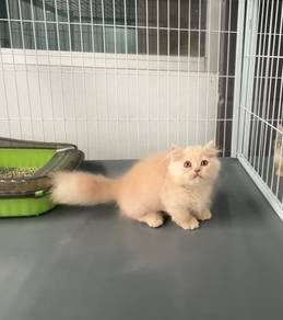 Minuet Napoleon kitten