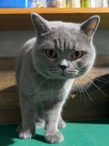 British shorthair