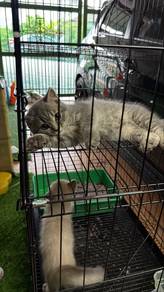 kucing bsh