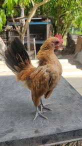 ayam serama