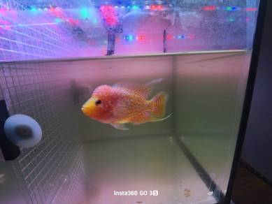 Kamfa GB /Flowerhorn