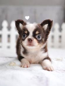 CHIHUAHUA PUPPIES VIP201🌷Head Apple Cute Dog