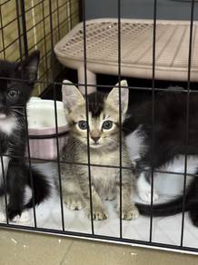 Kitten to Rehome 给小猫找家 56 days Old