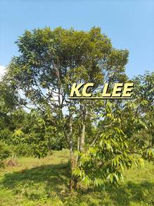 Agricultural Land in Kuala Muda, KDH