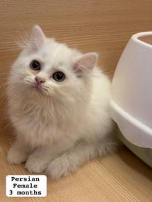 Persian