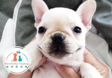 French  Bulldog