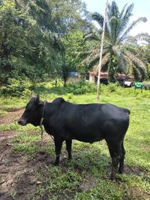 Lembu