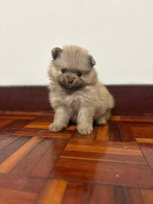 Pomeranian puppy